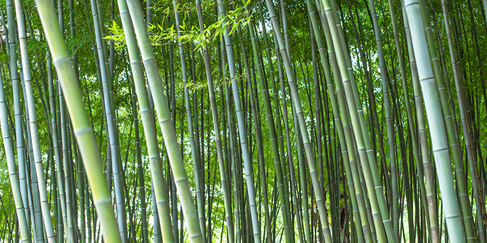 Industri bambu Tiongkok memulai perjalanan baru